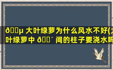🌵 大叶绿萝为什么风水不好(大叶绿萝中 🐴 间的柱子要浇水吗)